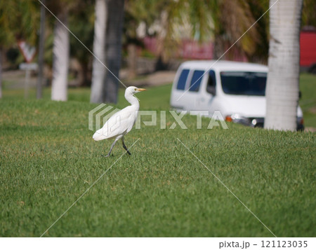 Ardea Bubulcus Ibis bird on the lawn among the palm trees in front of the highway with cars in the background in Maspalomas, Gran Canaria 121123035