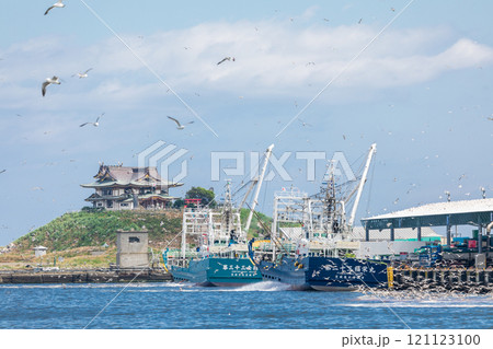 「青森県」ウミネコ繁殖地蕪島と八戸第一魚市場漁港　八戸市 121123100