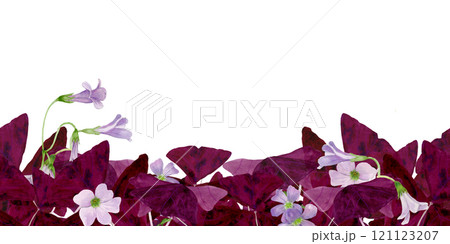 Watercolor frame illustration of vibrant Oxalis Triangularis isolated on white background. 121123207