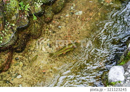秋の白川郷　ニジマスが泳ぐ用水路 121123245