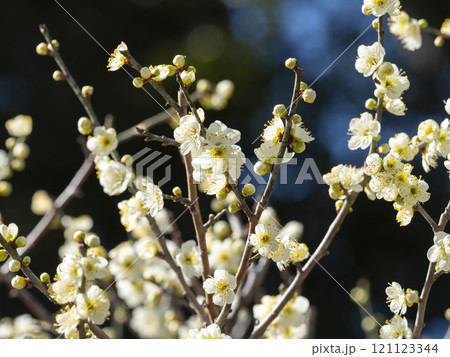 道明寺天満宮に咲く梅の花 道明寺天満宮に咲く梅の花 121123344