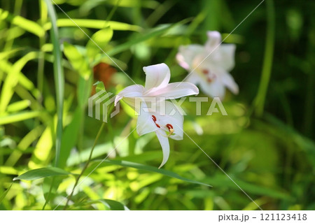 爽やか ササユリの花 爽やか ササユリの花 121123418