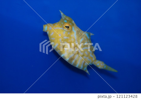 Thornback Cowfish, Bluelined Boxfish (Lactoria fornasini) 121123428