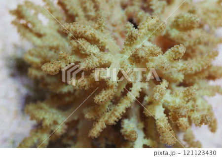 Green Spaghetti Leather Coral - Maricultured, Sinularia flexibilis Green Spaghetti Leather Coral - Maricultured, Sinularia flexibilis 121123430