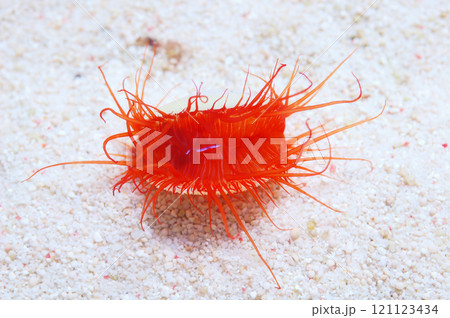 Electric Eye Scallop, Limaria spp 121123434