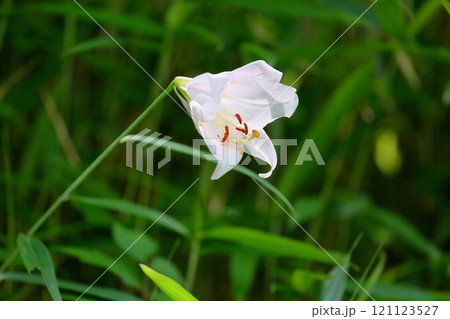 爽やか ササユリの花 爽やか ササユリの花 121123527