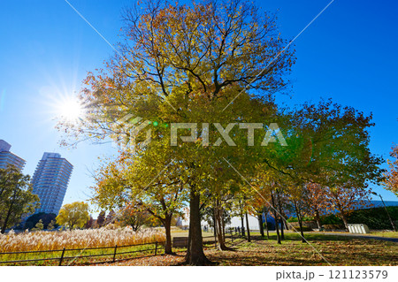 尾久の原公園の光芒とナンキンハゼの木の紅葉 121123579