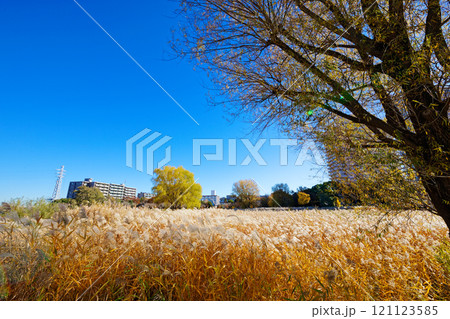 尾久の原公園の広場の紅葉 121123585