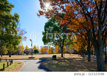 尾久の原公園の丘の光芒　紅葉 121123586