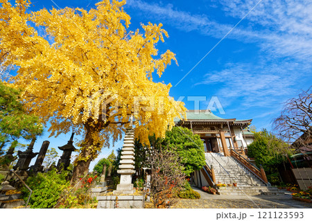 銀杏の木の紅葉 黄葉 華蔵院 銀杏の木の紅葉 黄葉 華蔵院 121123593