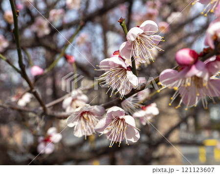 公園に咲いた梅の花 121123607