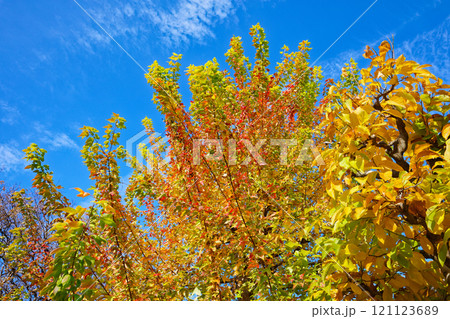 カエデの紅葉と青空 華蔵院 カエデの紅葉と青空 華蔵院 121123689
