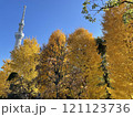 黄葉したイチョウとスカイツリー 121123736