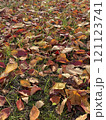 落ち葉の絨毯 121123741