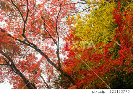 別名「百彩寺」と呼ばれる百済寺の紅葉 121123776