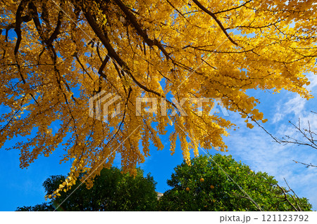 銀杏の木の紅葉と夏みかん 華蔵院 銀杏の木の紅葉と夏みかん 華蔵院 121123792