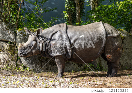 The Indian Rhinoceros, Rhinoceros unicornis aka Greater One-horned Rhinoceros The Indian Rhinoceros, Rhinoceros unicornis aka Greater One-horned Rhinoceros 121123833