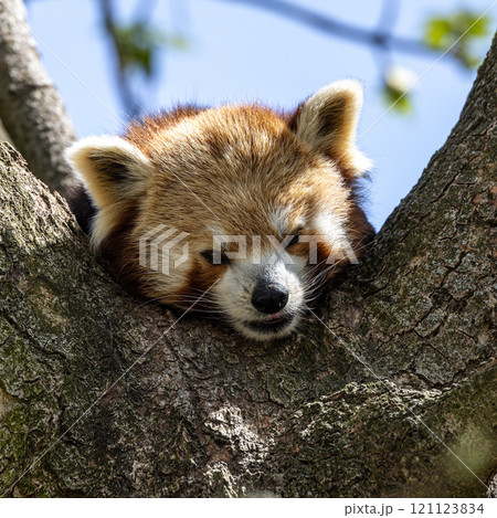 The red panda, Ailurus fulgens, also called the lesser panda. The red panda, Ailurus fulgens, also called the lesser panda. 121123834
