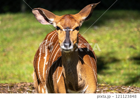 Nyala Antelope - Tragelaphus angasii. Wild life animal. Nyala Antelope - Tragelaphus angasii. Wild life animal. 121123848