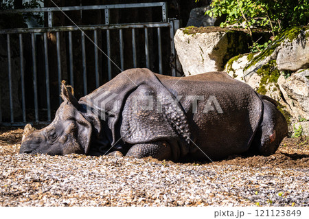 The Indian Rhinoceros, Rhinoceros unicornis aka Greater One-horned Rhinoceros 121123849