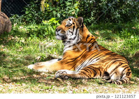 The Siberian tiger,Panthera tigris altaica in a park The Siberian tiger,Panthera tigris altaica in a park 121123857