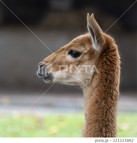 Vicunas, Vicugna Vicugna, relatives of the llama in a German park Vicunas, Vicugna Vicugna, relatives of the llama in a German park 121123862