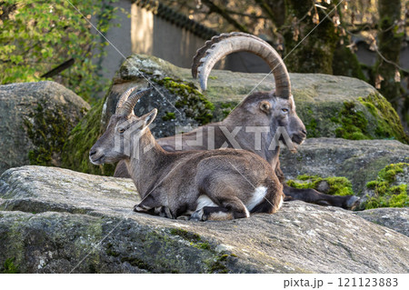 Male mountain ibex or capra ibex on a rock living in the European alps 121123883