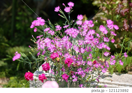秋の七草　カワラナデシコの花 121123892