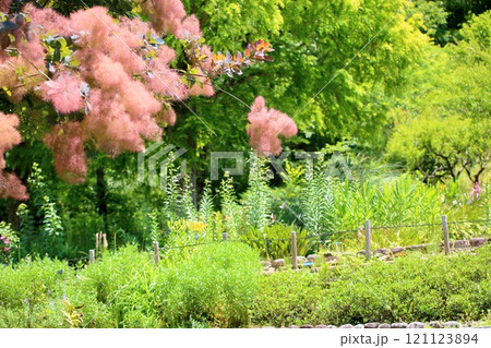 スモークツリーの花 スモークツリーの花 121123894