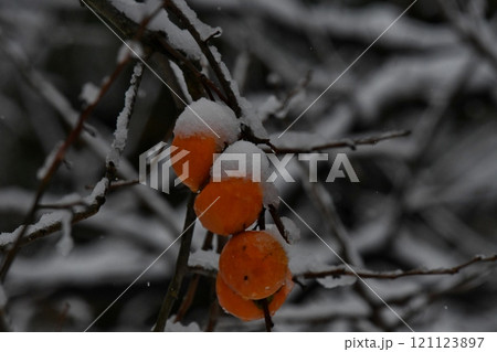 初冬のイメージと、柿の実と雪 初冬のイメージと、柿の実と雪 121123897