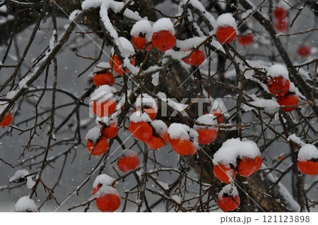 初冬のイメージ、柿の実と雪 初冬のイメージ、柿の実と雪 121123898