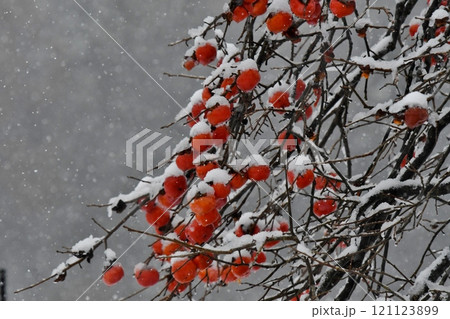 初冬のイメージ、柿の実と雪 121123899