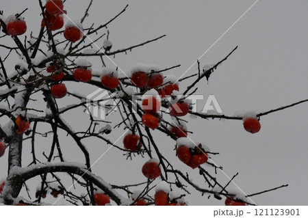 初冬のイメージ、柿の実と雪 初冬のイメージ、柿の実と雪 121123901