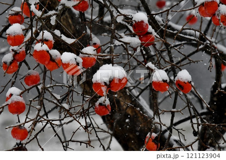 初冬のイメージ、柿の実と雪 初冬のイメージ、柿の実と雪 121123904