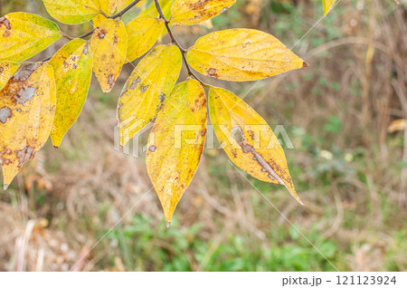 黄色く色づいた冬の木の葉 黄色く色づいた冬の木の葉 121123924
