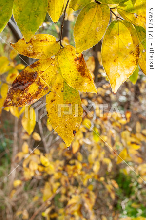 黄色く色づいた冬の木の葉　 121123925