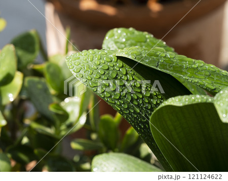 葉に付いた水滴のクローズアップ 121124622