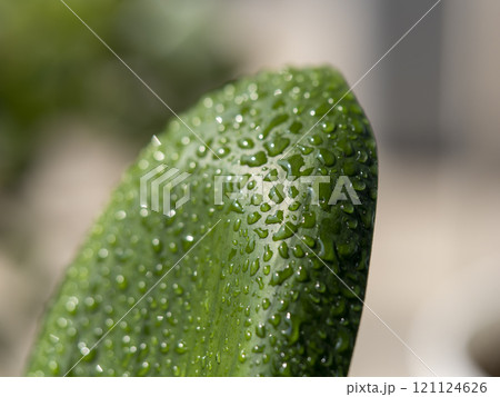 葉に付いた水滴のクローズアップ 121124626