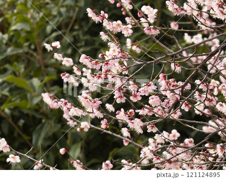 公園に咲いたピンク色の梅の花 121124895