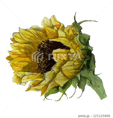 Watercolor hand-drawing sketch of summer sunflower isolated on white background Watercolor hand-drawing sketch of summer sunflower isolated on white background 121125000