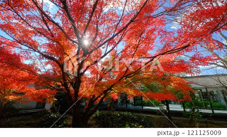 秋たけなわの源氏物語ミュージアム 121125009