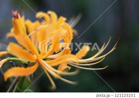 黄色い彼岸花と蕊の世界 黄色い彼岸花と蕊の世界 121125251