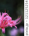 ピンク色の彼岸花と蕊 121125254