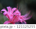ピンク色の彼岸花と蕊 121125255