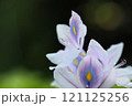 ホテイアオイと蕊 121125256