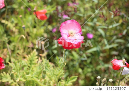 爽やか　シャーレ―ポピーの花 121125307