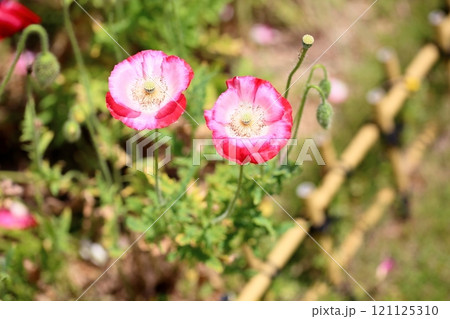 爽やか　シャーレ―ポピーの花 121125310