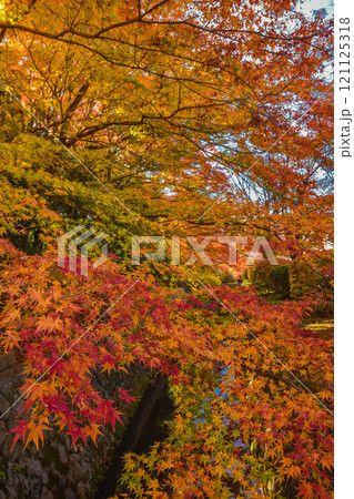 紅葉　秋の京都　哲学の道の町並み 121125318