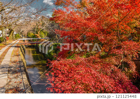 紅葉　秋の京都　哲学の道の町並み 121125448