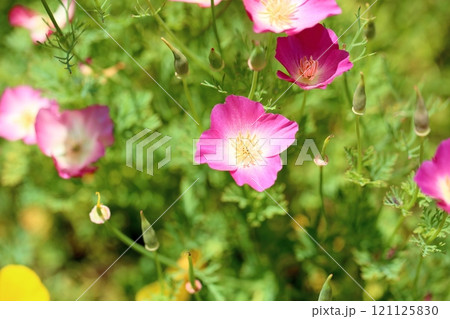 ハナビシソウの花 カルフォルニアポピー ハナビシソウの花 カルフォルニアポピー 121125830